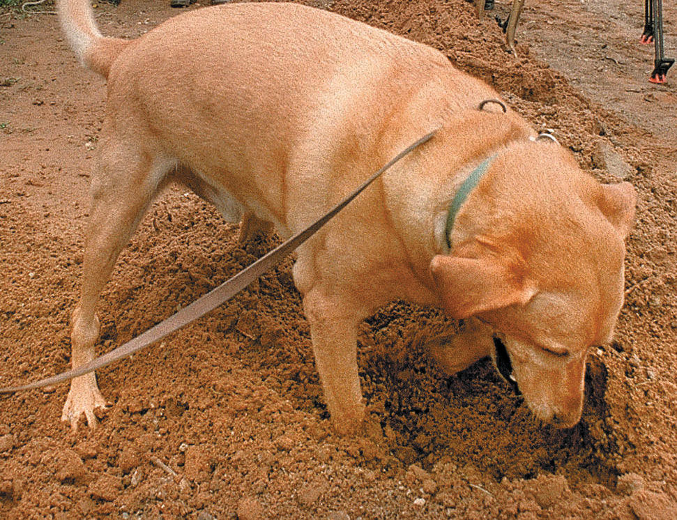 Ground Digging Dog